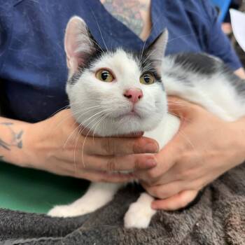 Telemachus -  Domestic Short Hair Cat for Adoption in Madison, Wisconsin - Telemachus | PetCurious