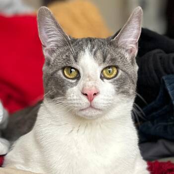 Domestic Short Hair Cats Available for Adoption in Medina, Ohio - Rebel | PetCurious