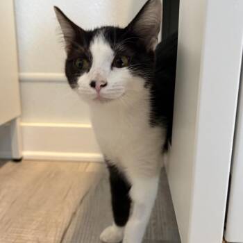 Finley -  Domestic Short Hair Cat for Adoption in Asheville, North Carolina - Finley | PetCurious