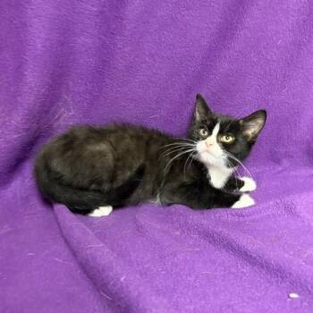 Noire -  Domestic Short Hair Cat for Adoption in Waterloo, Iowa - Noire | PetCurious