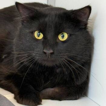 Leo -  Domestic Long Hair Cat for Adoption in Boston, Massachusetts - Leo | PetCurious
