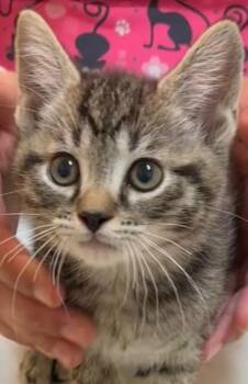 Domestic Short Hair Cats Available for Adoption in Elizabethton, Tennessee - ZEPHYR | PetCurious