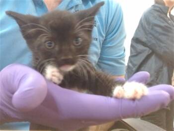 Domestic Short Hair Cats Available for Adoption in Doral, Florida - GORDI | PetCurious