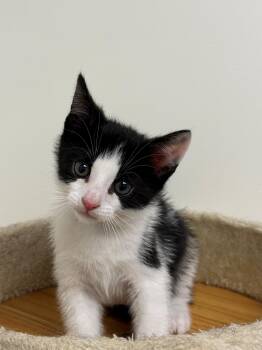 Domestic Short Hair Cats Available for Adoption in Syosset, New York - Sid | PetCurious