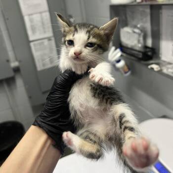 Domestic Short Hair Cats Available for Adoption in Summerville, South Carolina - Jackie | PetCurious