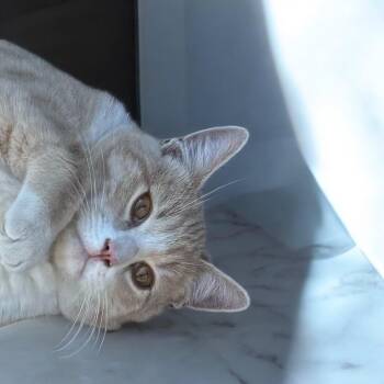 Rescue Domestic Short Hair Cats for Adoption in Stockton, California - Jaebee INDOOR ONLY | PetCurious