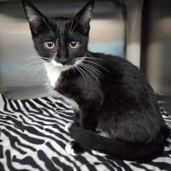 Domestic Short Hair Cats Available for Adoption in Parsons, Kansas - Falcon | PetCurious