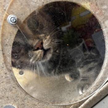 Blondie -  Domestic Short Hair Cat for Adoption in Philadelphia, Pennsylvania - Blondie | PetCurious