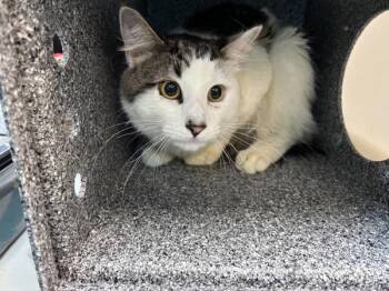 Butter -  Domestic Medium Hair Cat for Adoption in New York, New York - Butter | PetCurious