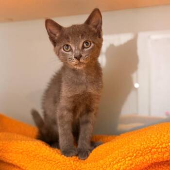Lyra -  Domestic Short Hair Cat Available for Adoption in Cumming, Georgia - Lyra | PetCurious