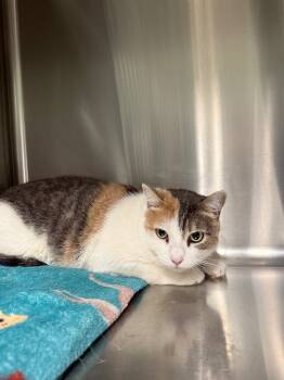 Rescue Domestic Short Hair Cats for Adoption in Twentynine Palms, California - Stormy | PetCurious