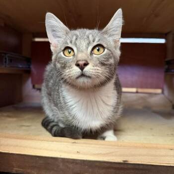 Atlas -  Domestic Short Hair Cat for Adoption in Nampa, Idaho - Atlas | PetCurious