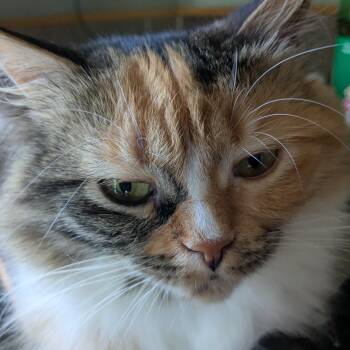 Sweetie (Carly) -  Calico Cat for Adoption in Brampton, Ontario - Sweetie (Carly) | PetCurious
