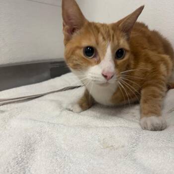 Chewy -  Domestic Short Hair Cat for Adoption in Kanab, Utah - Chewy | PetCurious