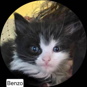 Domestic Long Hair Cats Available for Adoption in Camden, South Carolina - Benzo (Available For Pre-adoption) | PetCurious