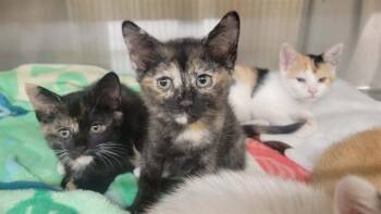 TANDI -  Domestic Short Hair Cat for Adoption in Tustin, California - TANDI | PetCurious