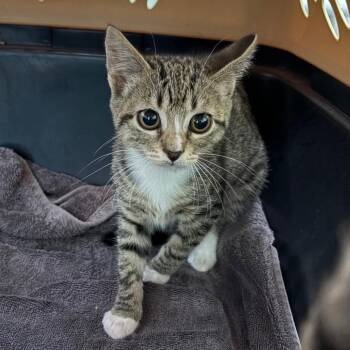 Candy 28523 -  Domestic Short Hair Cat for Adoption in Middleburg, Florida - Candy 28523 | PetCurious