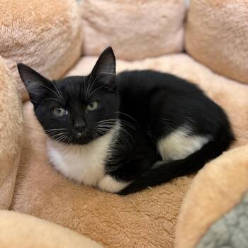 Sparky -  Domestic Short Hair Cat for Adoption in Lynchburg, Virginia - Sparky | PetCurious