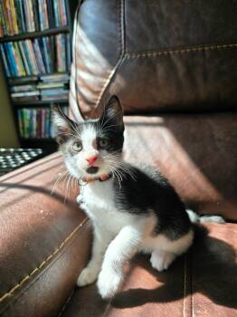 Rescue Domestic Short Hair Cats for Adoption in Evans, Georgia - Ares | PetCurious