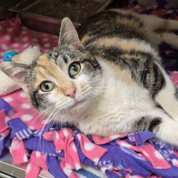 Domestic Short Hair Cats Available for Adoption - Mara | PetCurious