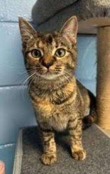 Tora -  Domestic Short Hair Cat for Adoption in Lunenburg, Massachusetts - Tora | PetCurious