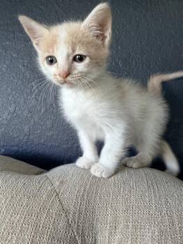 Domestic Short Hair Cats Available for Adoption in Rosenberg, Texas - CHARLESTON | PetCurious
