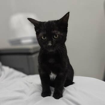 Marvin The Martian -  Domestic Medium Hair Cat for Adoption in Monticello, Iowa - Marvin The Martian | PetCurious