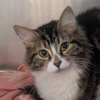 Moon Pie -  Domestic Medium Hair Cat for Adoption in Matteson, Illinois - Moon Pie | PetCurious