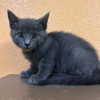 Domestic Short Hair Cats Available for Adoption in Fresno, California - Jacob | PetCurious