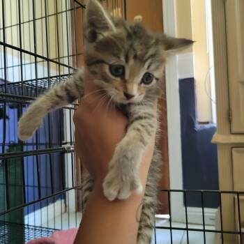 Rescue Domestic Short Hair Cats for Adoption in City Of Industry, California - Whisper | PetCurious