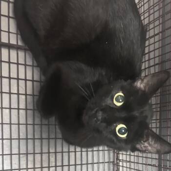 Domestic Short Hair Cats Available for Adoption in Yuma, Arizona - Baby Girl | PetCurious