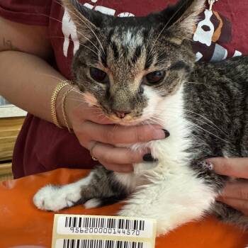 Domestic Medium Hair Cats Available for Adoption in Charleston, West Virginia - Chucky | PetCurious