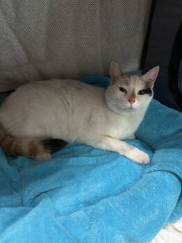 Rescue Domestic Short Hair Cats for Adoption in Kannapolis, North Carolina - Stella | PetCurious