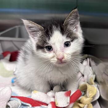 Hudson -  Domestic Short Hair Cat for Adoption in Mount Vernon, Indiana - Hudson | PetCurious