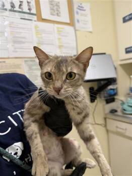 Domestic Short Hair Cats Available for Adoption in Fremont, California - A198207 | PetCurious