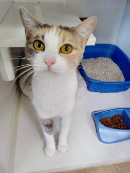 Debra -  Domestic Short Hair Cat for Adoption in Corpus Christi, Texas - Debra | PetCurious