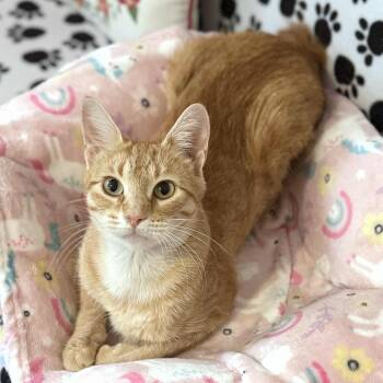 Rescue Domestic Short Hair Cats for Adoption in Sedalia, Missouri - Ginger | PetCurious
