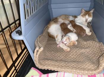 Rescue Domestic Short Hair Cats for Adoption in Norfolk, Virginia - Butterscotch | PetCurious