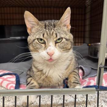 Griffin -  Domestic Short Hair Cat Available for Adoption in Milford, Iowa - Griffin | PetCurious