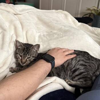 Domestic Short Hair Cats Available for Adoption - Tiny Tina | PetCurious