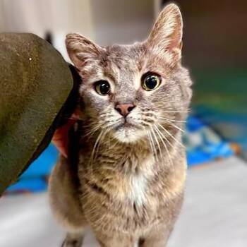 Domestic Short Hair Cats Available for Adoption in Columbia, Maryland - Minna- #51117 | PetCurious