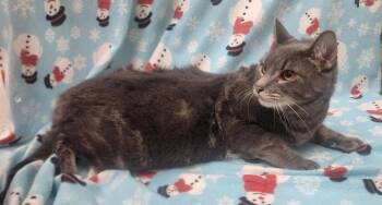260892  Xeno -  Domestic Short Hair Cat for Adoption in Wetumpka, Alabama - 260892  Xeno | PetCurious