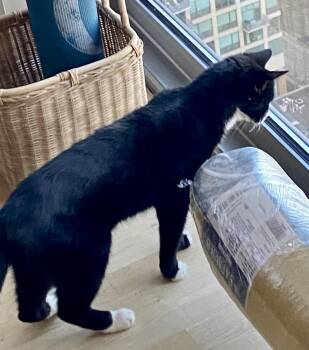 Domestic Short Hair Cats Available for Adoption - Ned | PetCurious