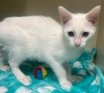 Domestic Short Hair Cats Available for Adoption - Lisa  | PetCurious