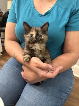 Domestic Long Hair Cats Available for Adoption in Camden, South Carolina - Tia (Available For Pre-adoption) | PetCurious