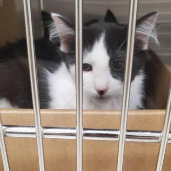 Doubloon -  Domestic Short Hair Cat for Adoption - Doubloon | PetCurious