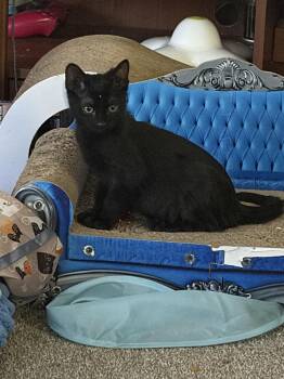 Domestic Short Hair Cats Available for Adoption in Lafayette, Colorado - Punch | PetCurious