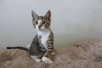 THWAM -  Domestic Short Hair Cat for Adoption in Chestertown, Maryland - THWAM | PetCurious