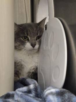 Olive and Martini -  Domestic Short Hair Cat for Adoption in Webster, Massachusetts - Olive And Martini | PetCurious