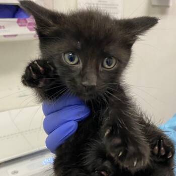 Ocean -  Domestic Short Hair Cat for Adoption in Charleston, West Virginia - Ocean | PetCurious